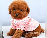 白山【泰迪犬舍】地址泰迪价格多少钱