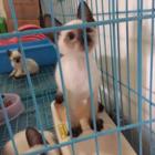 泉州精品暹罗猫猫舍地址 精品暹罗猫多少钱一只