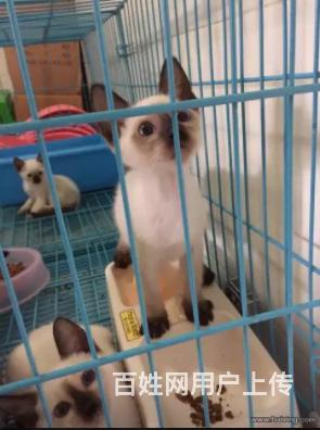 海南想买暹罗猫到哪里看靠谱，靠谱暹罗猫养殖户的图片