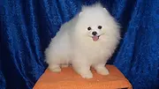 纯种博美犬 茶杯犬俊介狗狗