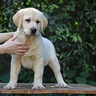 出售拉布拉多幼犬 上门看宠包健康签协议保质量