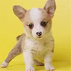邵阳【*推荐】柯基犬舍‖柯基养殖场
