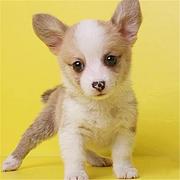 唐山（出售）柯基幼犬哪里买 狗场出售纯种柯基幼犬