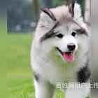 呼伦贝尔哪里卖阿拉斯加狗狗阿拉斯加多少钱一只