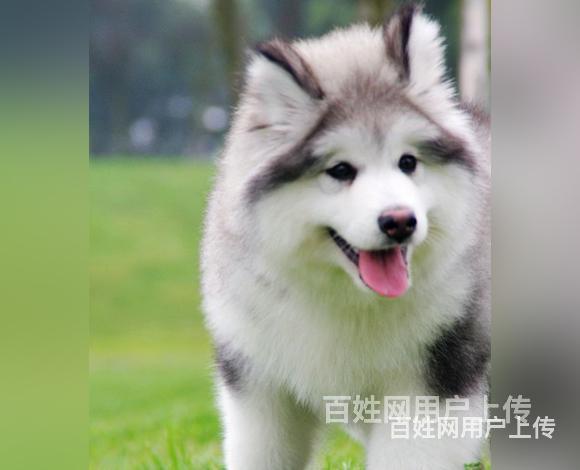 宜春正规阿拉斯加犬舍地点联系方式的图片