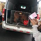 2022新（平湖宠物托运{猫咪狗狗}活体邮寄高效率/今日/热
