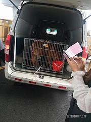 上林宠物托运{猫咪狗狗}承接所有活体邮寄空运/陆运高效率/今