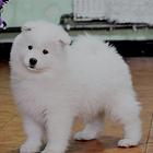 威海哪里有出售萨摩耶幼犬宝宝 定时做疫苗和驱虫 公