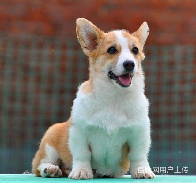 品种柯基犬详细介绍>公母公母都有年龄3个月详情介绍犬只血统:纯种