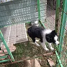出售边牧