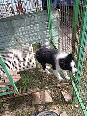 出售边牧