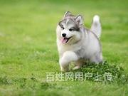 【首选推荐】岳阳进口赛级血统（阿拉斯加犬），带证书疫苗，包纯