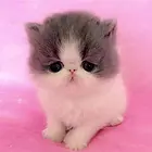枣庄加菲猫基地◆卖加菲猫的地方