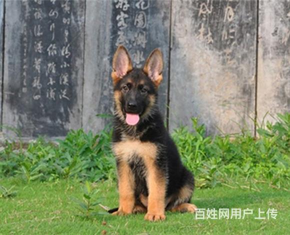 泰安哪里可以买到精品德牧犬 德牧连锁店的图片