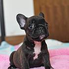 冠军直子双血统斗牛犬一窝 证书可查 可上门挑选