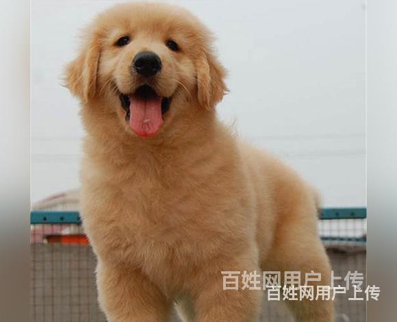 定西买一只金毛需要多少钱，金毛犬舍地址的图片