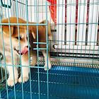 常德【*推荐】秋田犬舍‖秋田养殖场