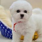 出售比熊幼犬 比熊照片 比熊犬