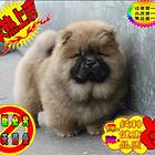 纯血统精品松狮幼犬多窝出售公母均有 签保障协议