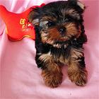 毕节卖约克夏的犬舍，犬舍约克夏一般价位