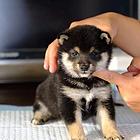 安康正规柴犬幼犬《优莱犬舍》