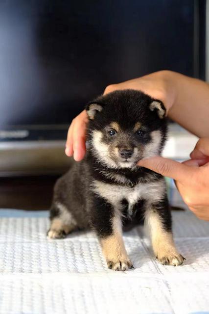 安康正规柴犬幼犬《优莱犬舍》的图片