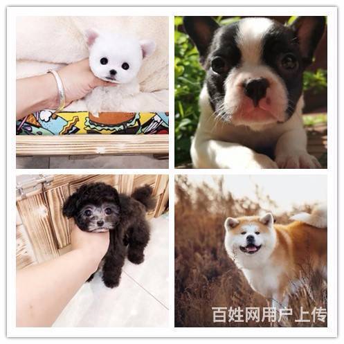 济源宠物店卖狗的如何挑选狗狗的图片
