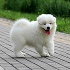 益阳哪里有出售萨摩耶幼犬宝宝 定时做疫苗和驱虫 公