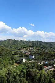经过20天高温奋斗 茶苗即将上市 自产自销