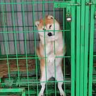 常年出售纯种小柴犬，多只种公对外借配。