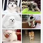 盐城 近的狗舍的在哪里