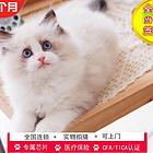 布偶猫价格 布偶猫体重 布偶猫性别有什么区分