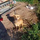 出售猛犬