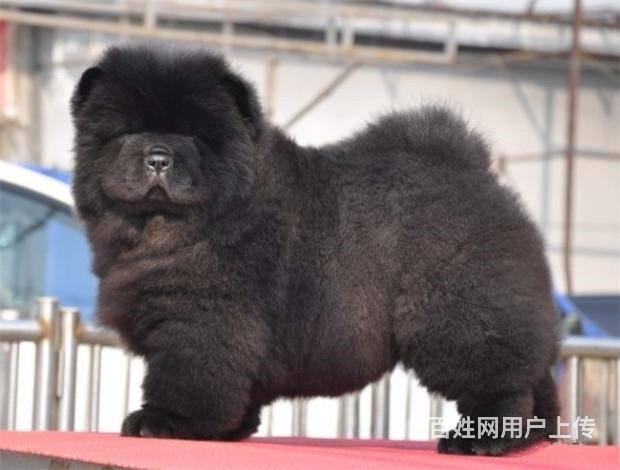 纯种肉嘴松狮 美系小体松狮 黑色松狮 三个月包退换