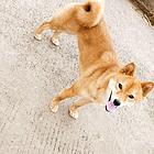 纯种柴犬