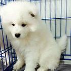 通化【*推荐】萨摩耶犬舍‖萨摩耶养殖场