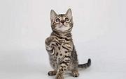 哪里有孟加拉豹猫卖的 孟加拉豹猫价格 孟加拉猫