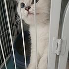 银点小猫