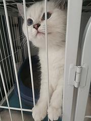 银点小猫
