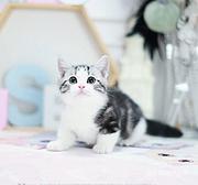 河南安阳纯种美国短毛猫幼猫特价转让