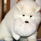 绍兴哪里有出售萨摩耶幼犬宝宝 定时做疫苗和驱虫 公