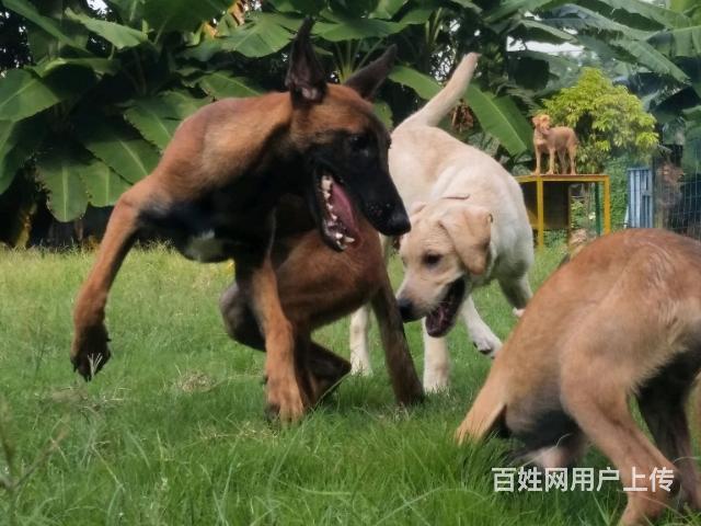 广州训犬/职业训犬师培训/宠物狗狗寄养