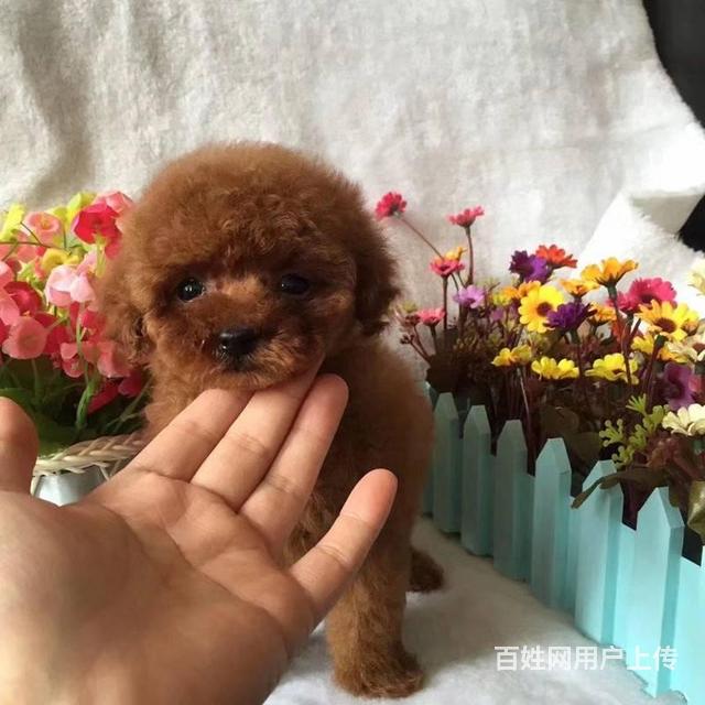 纯种红色泰迪 灰色泰迪 玩具体泰迪保健康 保纯种