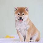 赛级柴犬 专业繁殖柴犬 血统签订合同终身保障