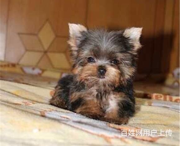 雅安上哪家店可以买到约克夏 买约克夏一只需要多少钱的图片