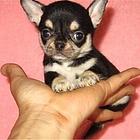 鞍山吉娃娃犬舍基地常年出售纯种吉娃娃双血吉娃娃幼犬