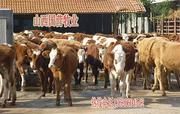 出售肉牛，供应西门塔尔小肉牛石嘴山