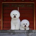 纯种比熊 哪里有卖狗 法国卷毛比熊幼犬 多只可选