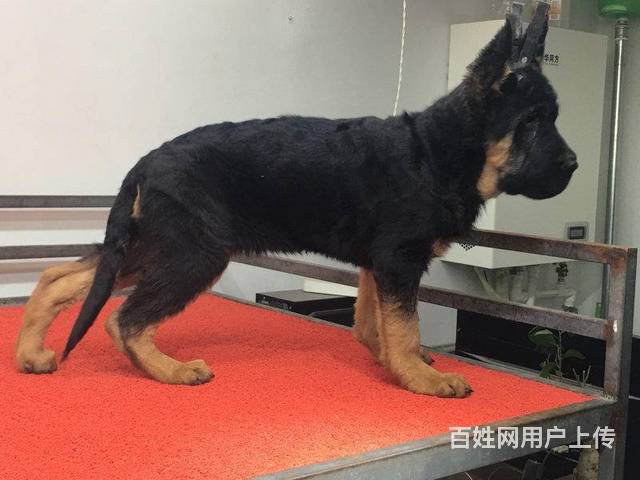 大头垂系德国牧羊犬弓背大脑袋大背线