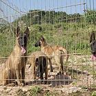 济源冠军直子双血统马犬健康保障60天可签协议